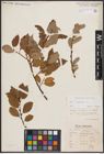 Foto von Salix caprea L.